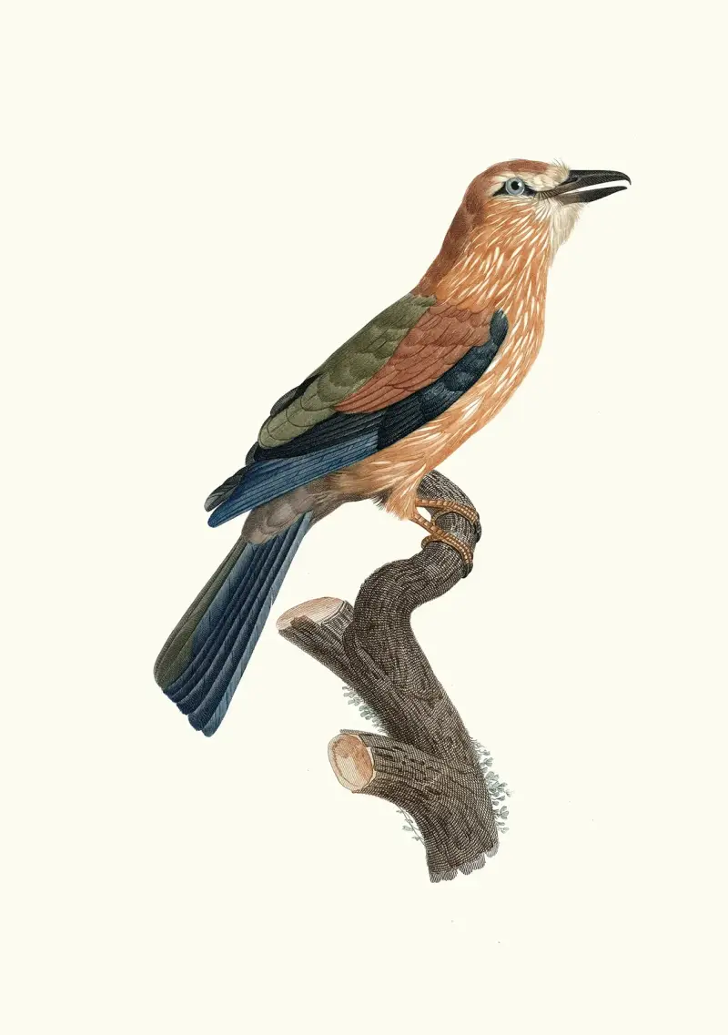 Blåkråka, afrikansk variant, ungfågel av Jacques Barraband