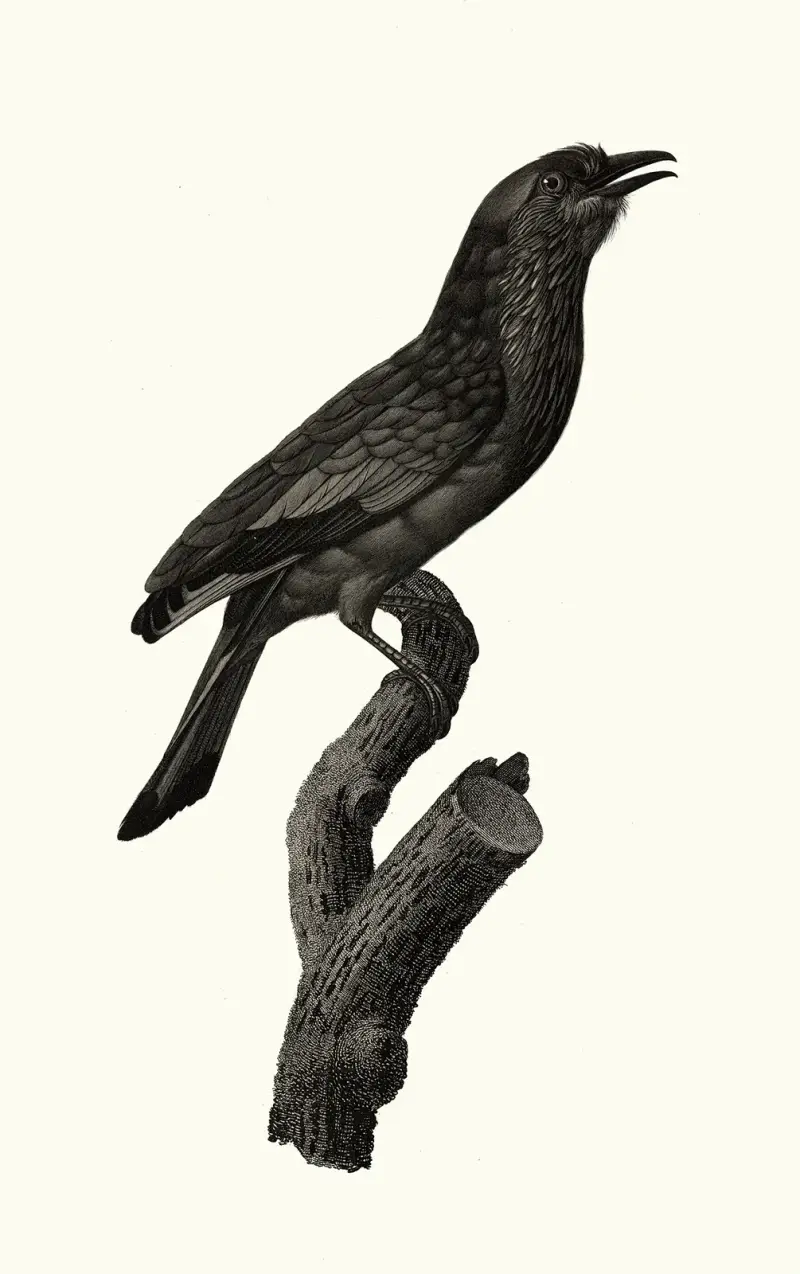 Le Rollier varié des Moluques. av Jacques Barraband