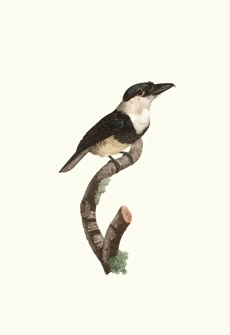 Le Tamatia à plastron noir. av Jacques Barraband
