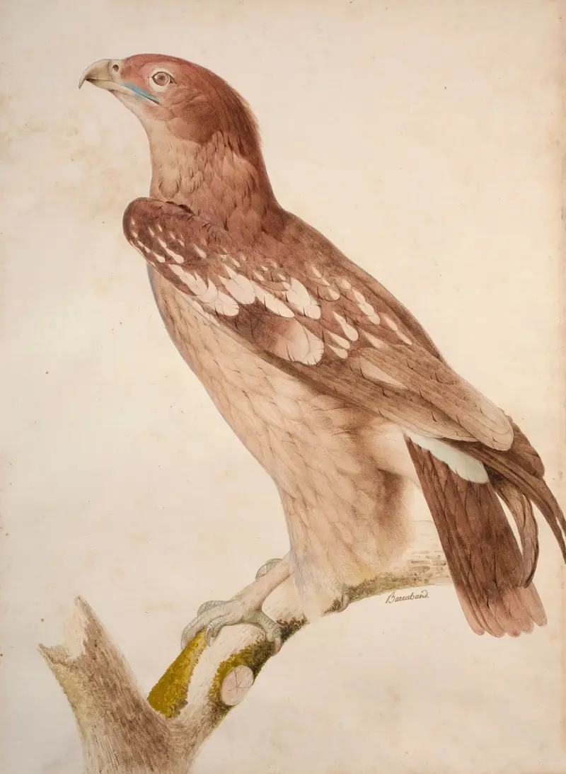 Spotted eagle (juvenile) av Jacques Barraband