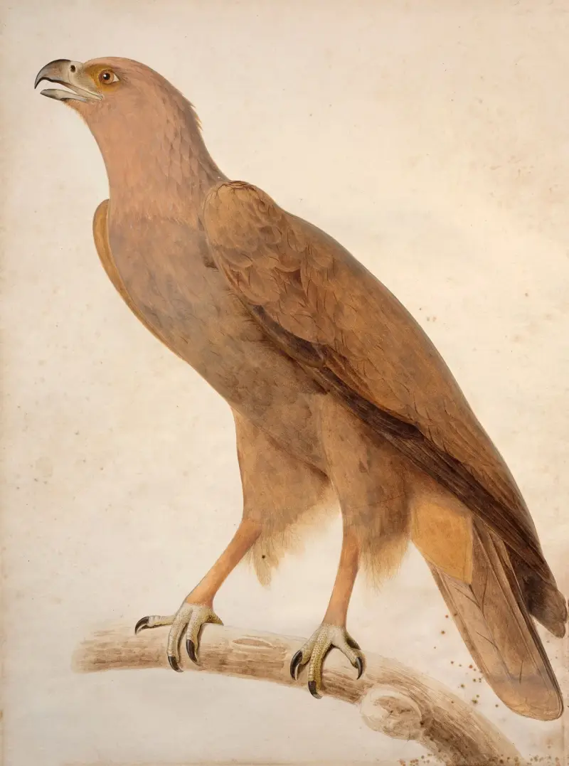 Fläckig örn av Jacques Barraband