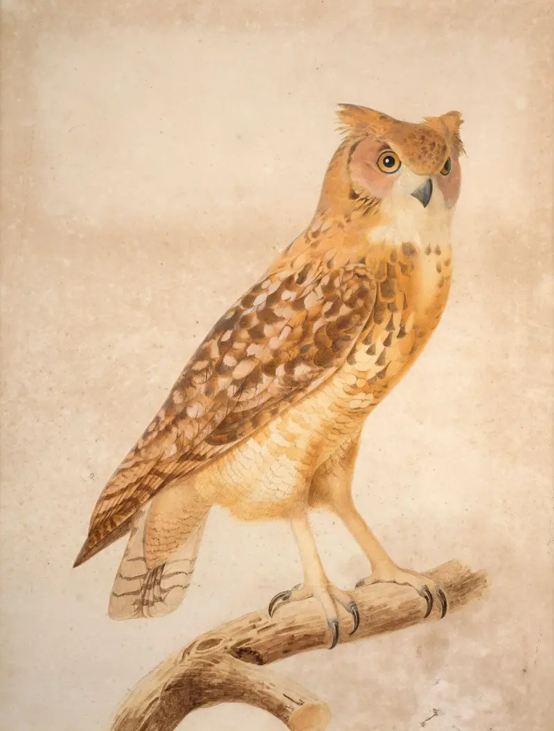 The Pharaoh eagle-owl (Bubo ascalaphus) av Jacques Barraband