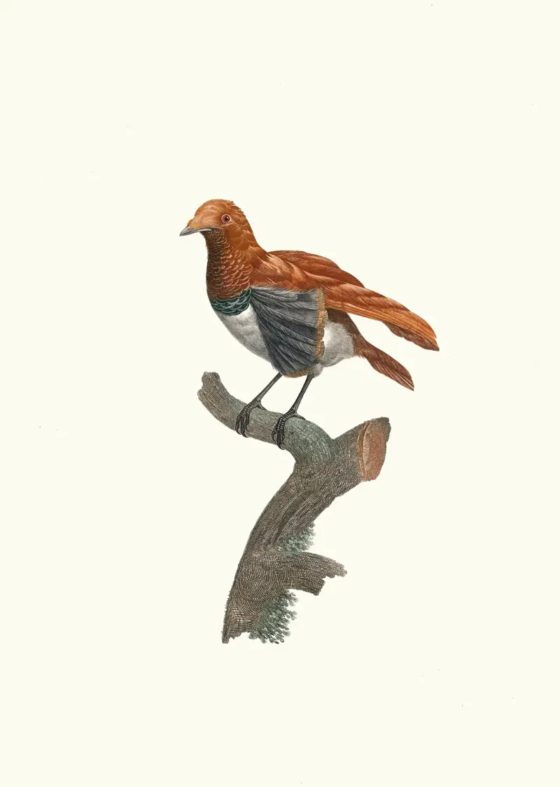 Variété de Manucode. av Jacques Barraband