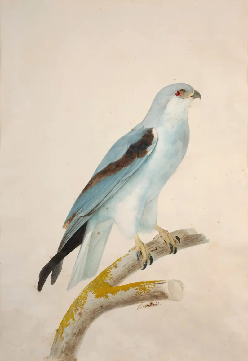 Vit svalstjärtad glada (Elanoides forficatus) av Jacques Barraband