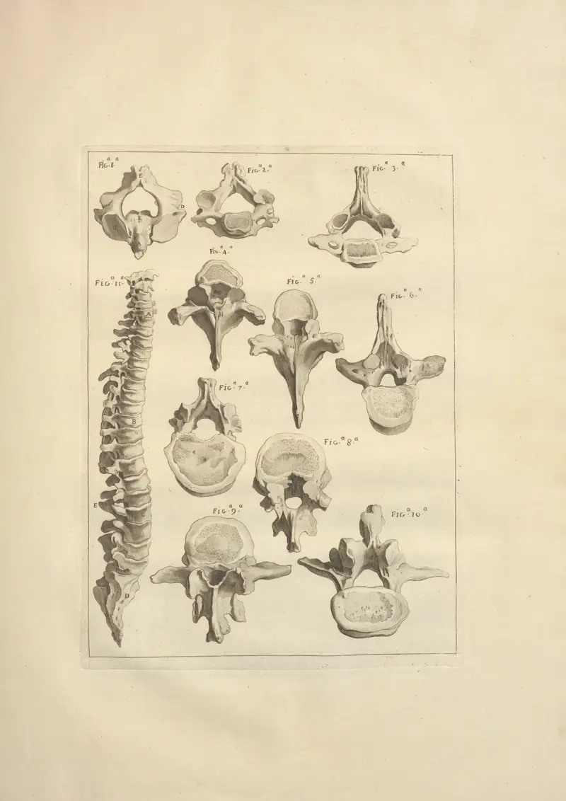 Nouveau recueil d’ostéologie et de myologie; dessiné d’après nature Pl.19 av Jacques Gamelin