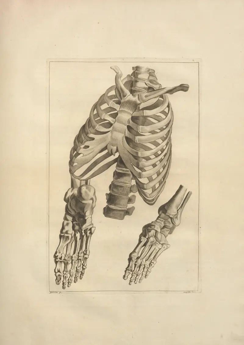 Nouveau recueil d’ostéologie et de myologie; dessiné d’après nature Pl.18 av Jacques Gamelin