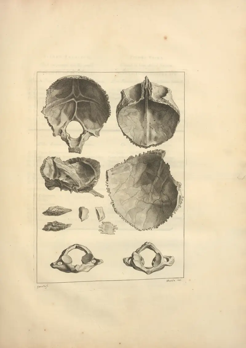 Nouveau recueil d’ostéologie et de myologie; dessiné d’après nature Pl.16 av Jacques Gamelin