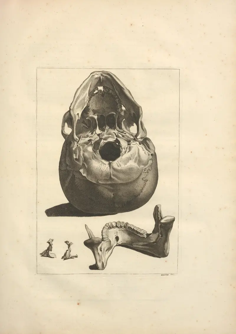Nouveau recueil d’ostéologie et de myologie; dessiné d’après nature Pl.15 av Jacques Gamelin