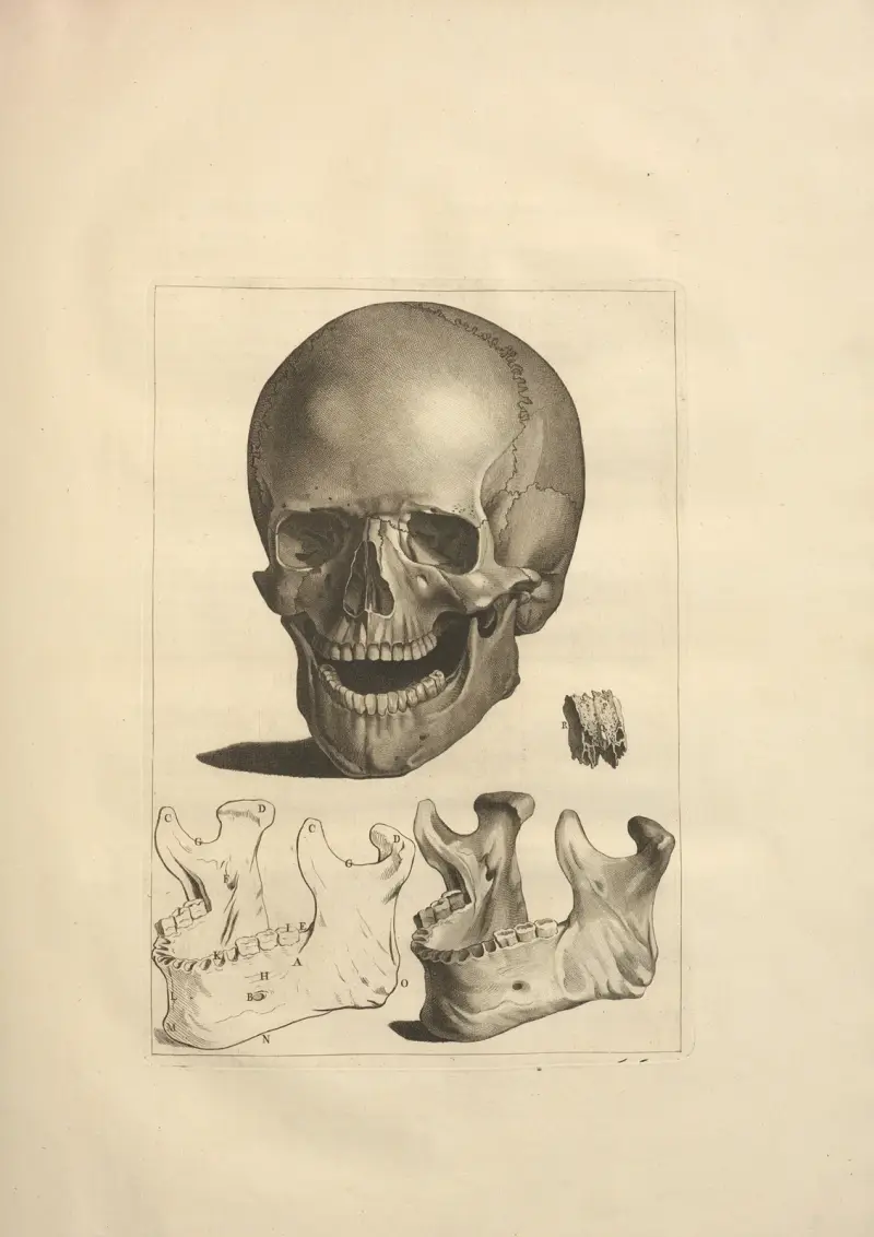 Nouveau recueil d’ostéologie et de myologie; dessiné d’après nature Pl.14 av Jacques Gamelin