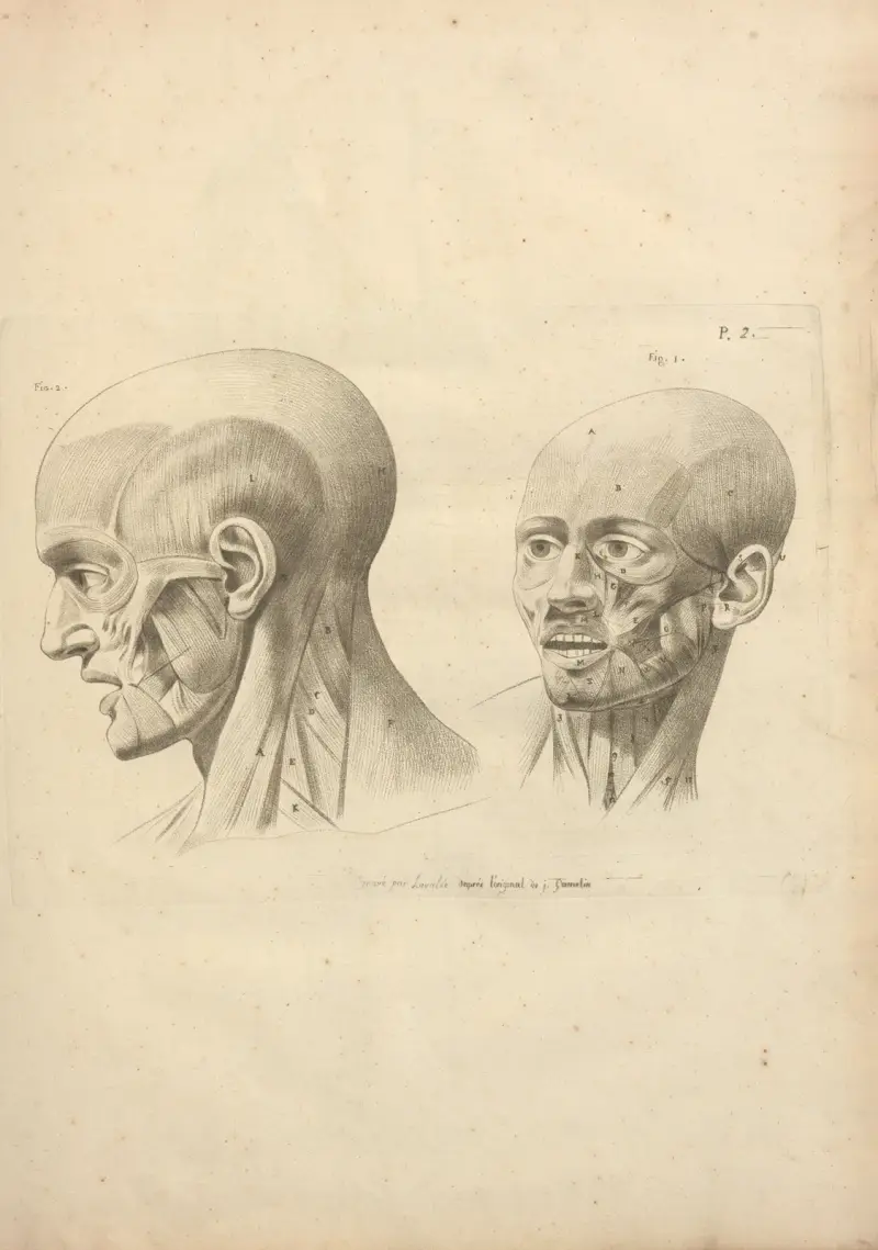 Nouveau recueil d’ostéologie et de myologie; dessiné d’après nature Pl.34 av Jacques Gamelin