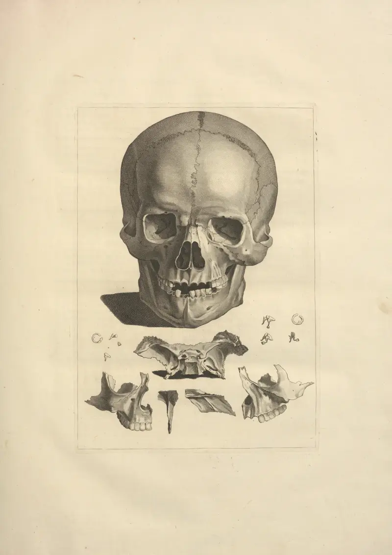Nouveau recueil d’ostéologie et de myologie; dessiné d’après nature Pl.10 av Jacques Gamelin