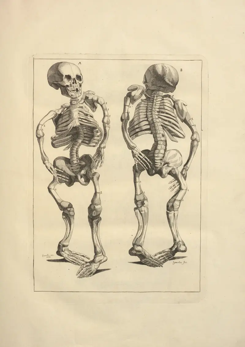 Nouveau recueil d’ostéologie et de myologie; dessiné d’après nature Pl.08 av Jacques Gamelin