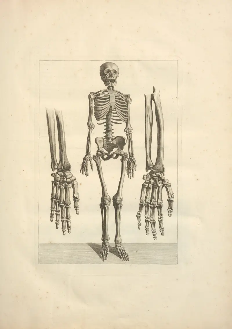 Nouveau recueil d’ostéologie et de myologie; dessiné d’après nature Pl.03 av Jacques Gamelin