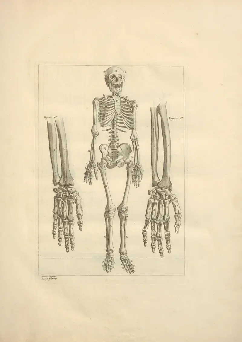 Nouveau recueil d’ostéologie et de myologie; dessiné d’après nature Pl.02 av Jacques Gamelin