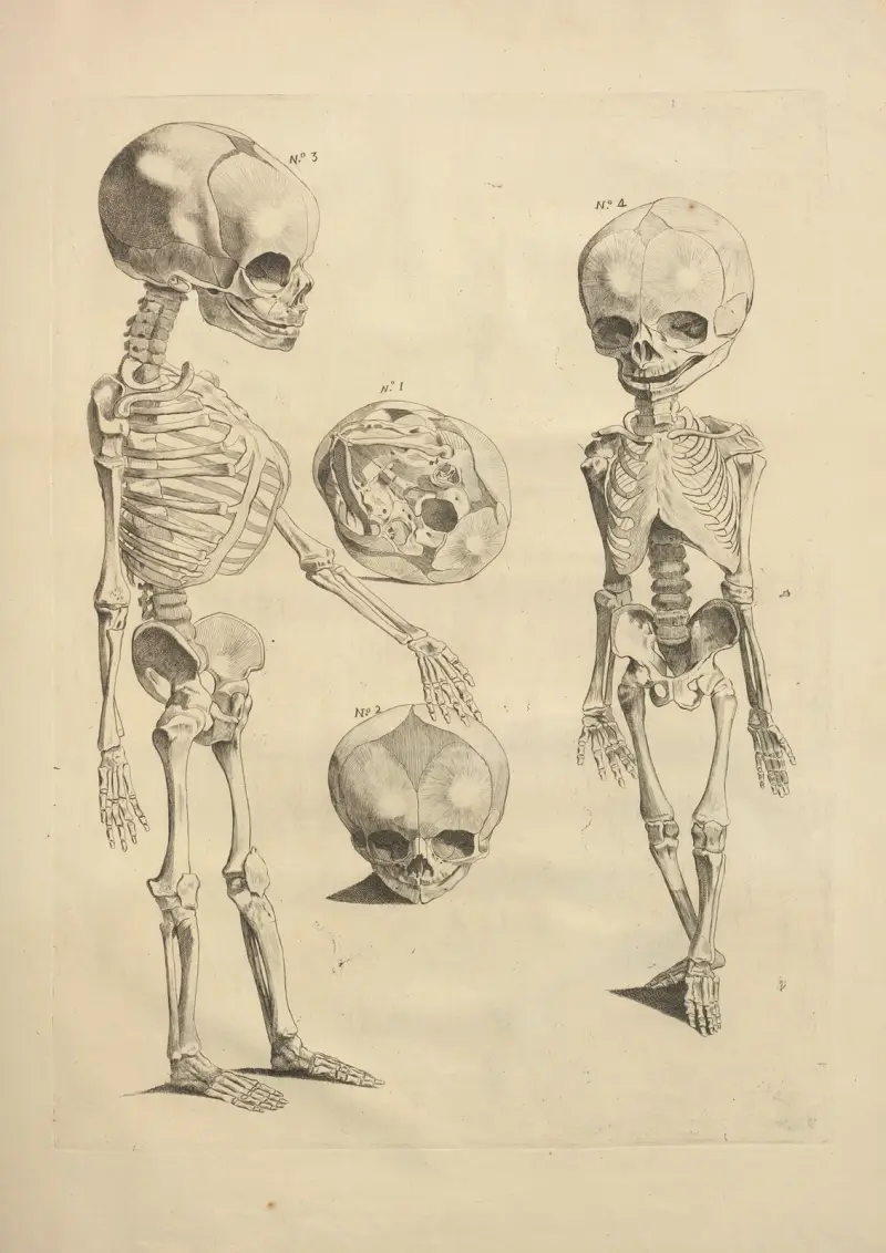 Nouveau recueil d’ostéologie et de myologie; dessiné d’après nature Pl.27 av Jacques Gamelin