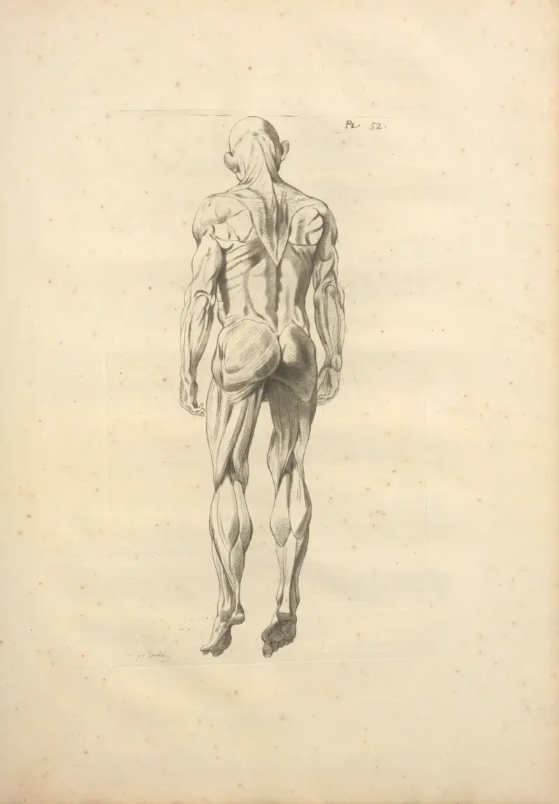 Nouveau recueil d’ostéologie et de myologie; dessiné d’après nature Pl.53 av Jacques Gamelin
