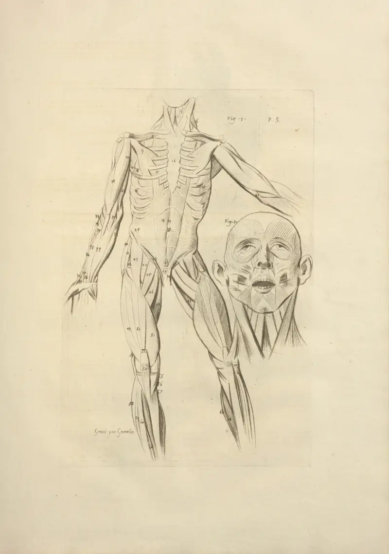 Nouveau recueil d’ostéologie et de myologie; dessiné d’après nature Pl.41 av Jacques Gamelin