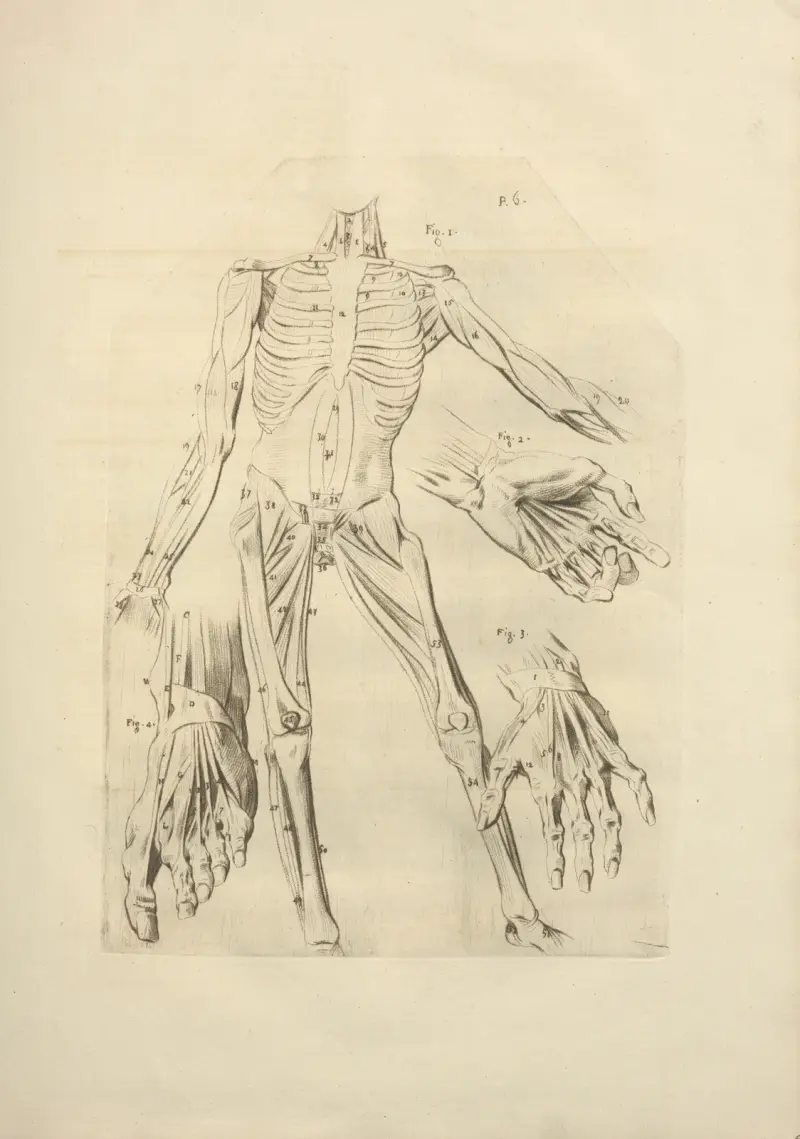 Neue Sammlung zur Osteologie und Myologie, nach der Natur gezeichnet, Tafel 45 von Jacques Gamelin