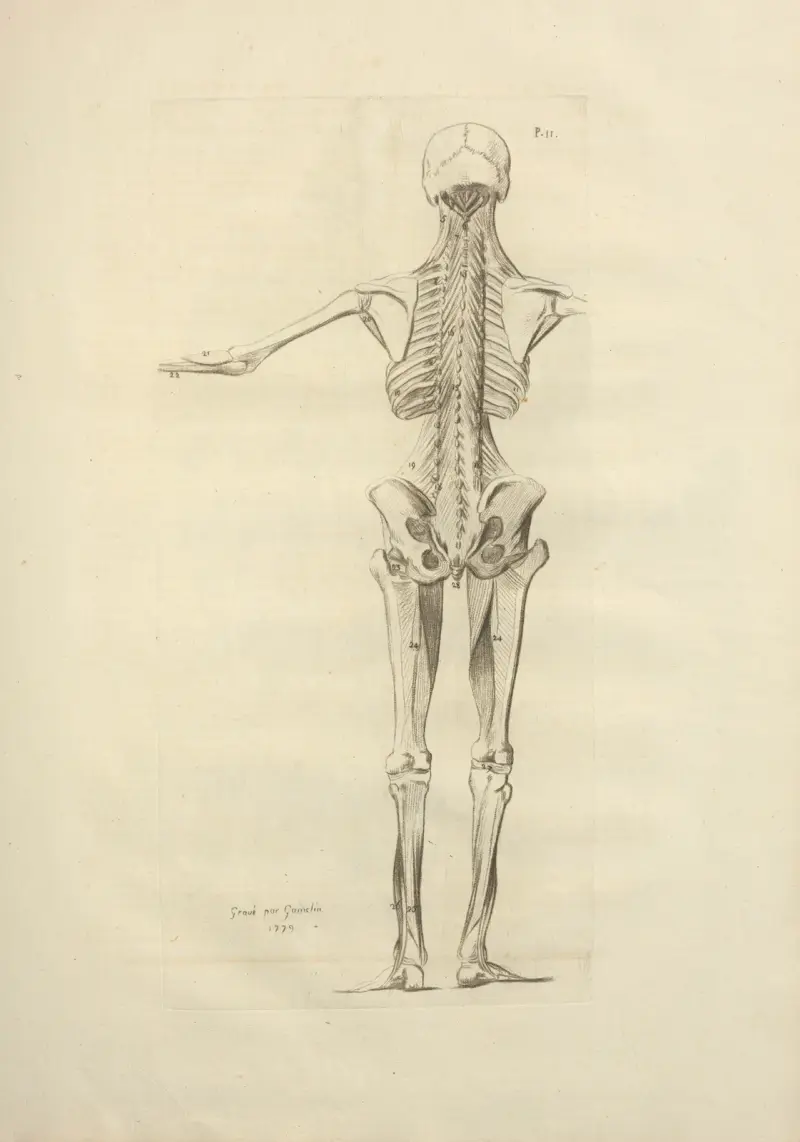 Nouveau recueil d’ostéologie et de myologie; dessiné d’après nature Pl.57 av Jacques Gamelin