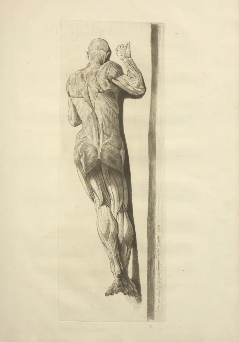 Neue Sammlung der Osteologie und Myologie; nach der Natur gezeichnet Taf. 56 von Jacques Gamelin