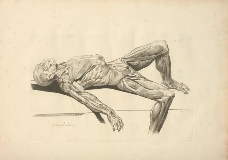 Nouveau recueil d’ostéologie et de myologie; dessiné d’après nature Pl.33 av Jacques Gamelin
