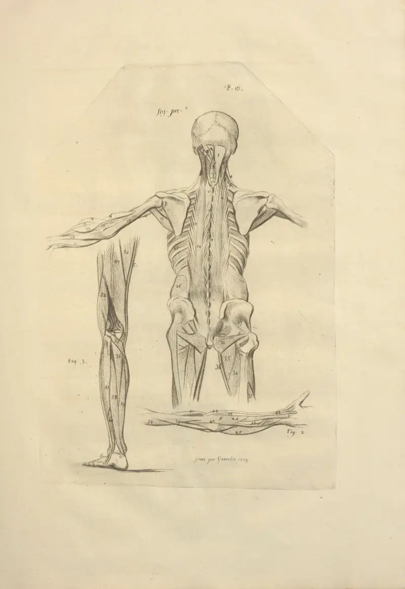 Nytt samlingsverk om osteologi och myologi; tecknat efter naturen, pl. 54 av Jacques Gamelin