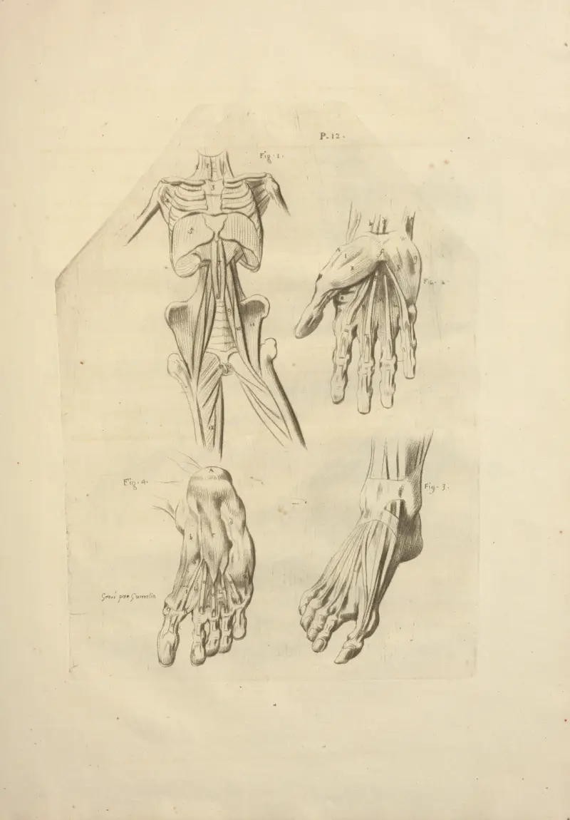 Nouveau recueil d’ostéologie et de myologie; dessiné d’après nature Pl.60 av Jacques Gamelin