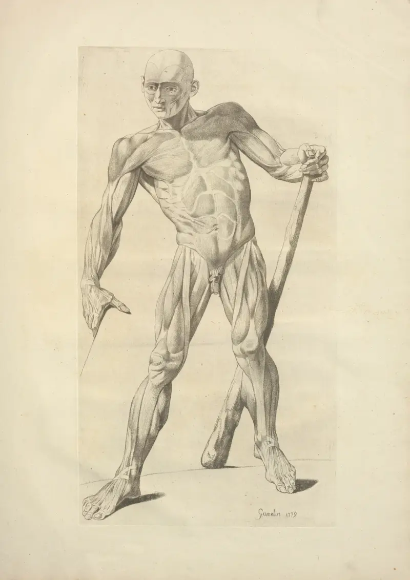 Nytt samlingsverk om osteologi och myologi; tecknat efter naturen, pl. 30 av Jacques Gamelin