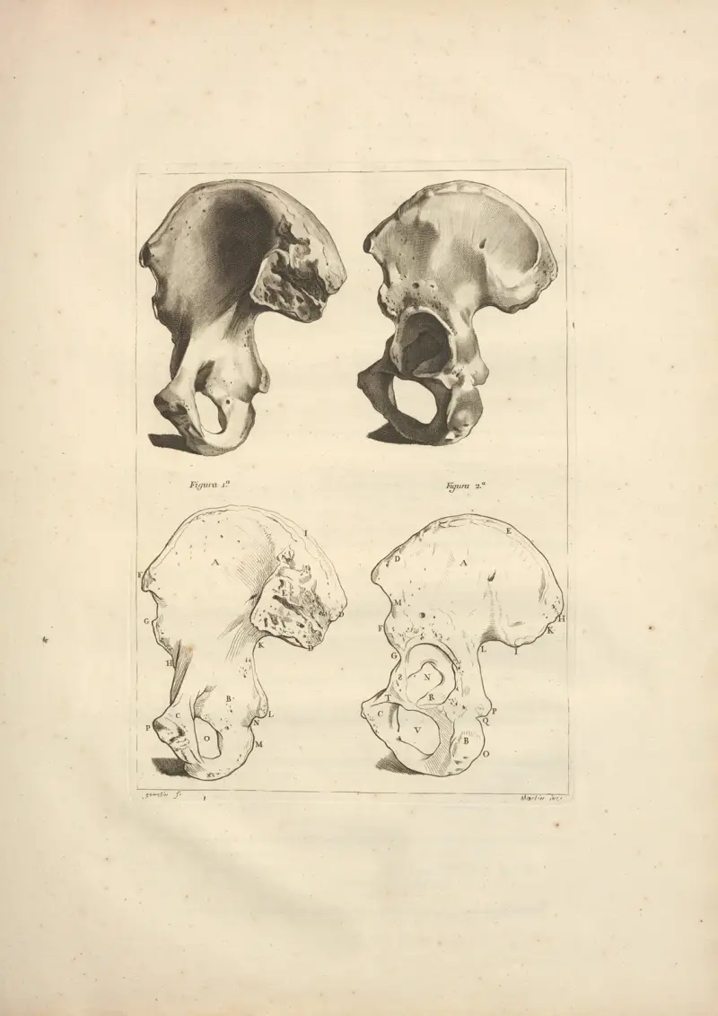 Nouveau recueil d’ostéologie et de myologie; dessiné d’après nature Pl.21 av Jacques Gamelin