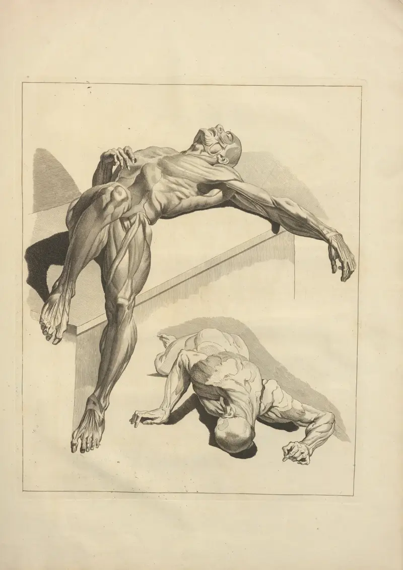 Ny samling av osteologi och myologi; tecknad efter naturen, pl. 29 av Jacques Gamelin