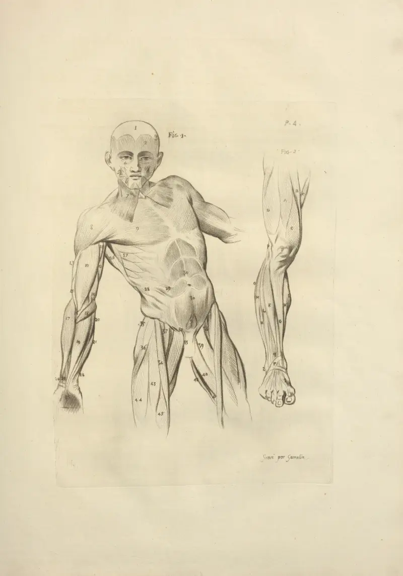 Neues Sammelwerk über Osteologie und Myologie; nach der Natur gezeichnet, Tafel 38 von Jacques Gamelin