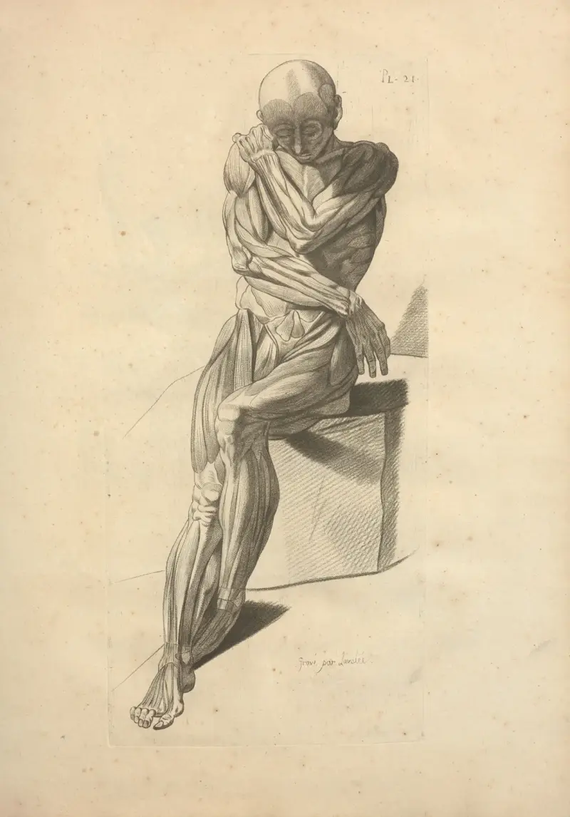 Nouveau recueil d’ostéologie et de myologie; dessiné d’après nature Taf. 42 von Jacques Gamelin