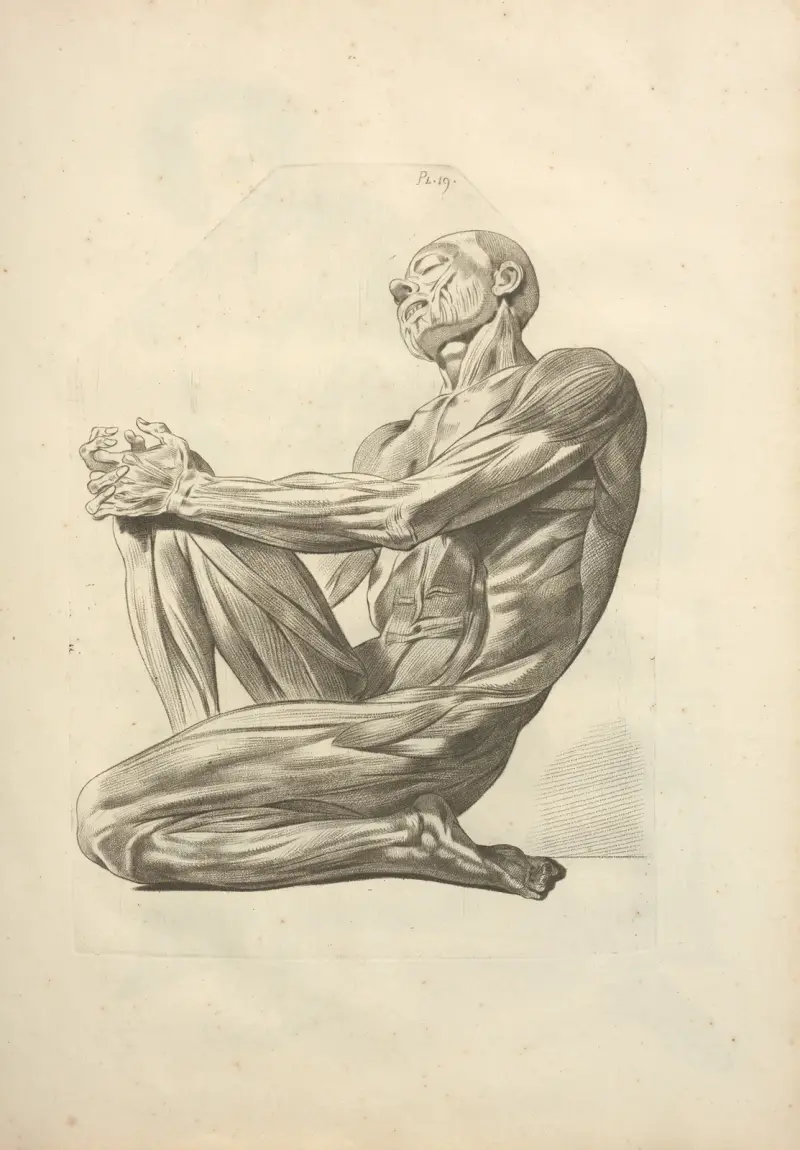 Neues Verzeichnis der Osteologie und Myologie; nach der Natur gezeichnet Taf. 46 von Jacques Gamelin