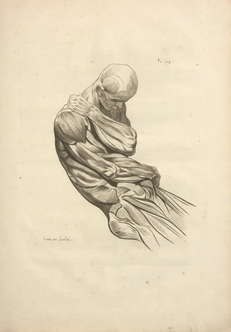 Neues Sammelwerk der Osteologie und Myologie; nach der Natur gezeichnet, Tafel 48 von Jacques Gamelin