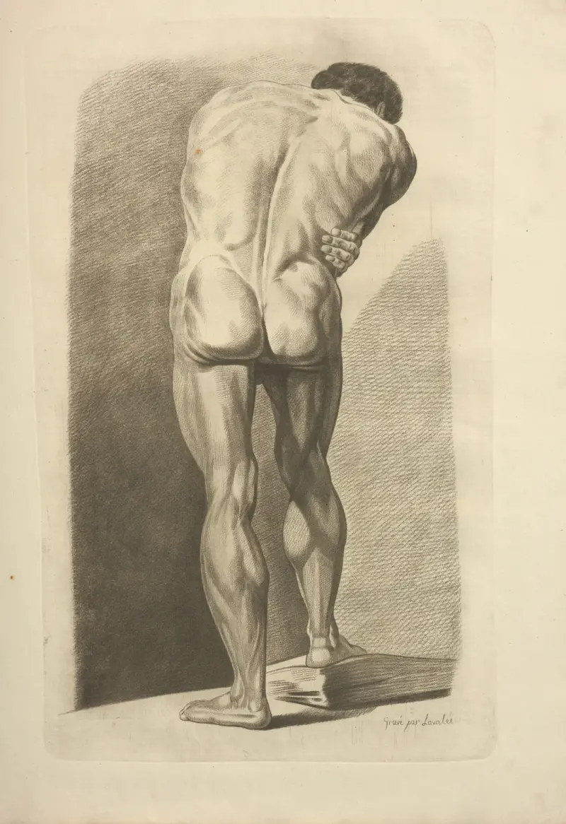 Neues Werk über Osteologie und Myologie; nach der Natur gezeichnet Taf. 50 von Jacques Gamelin