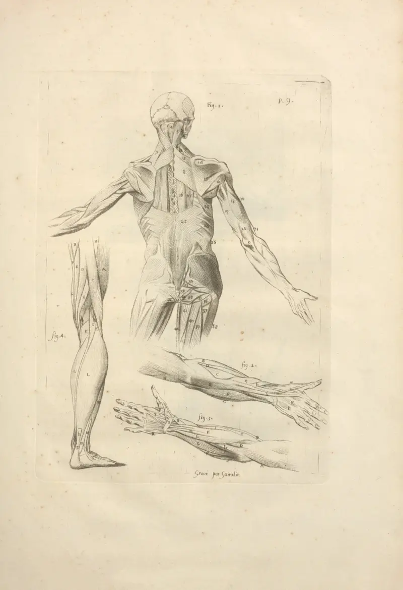 Nouveau recueil d’ostéologie et de myologie; dessiné d’après nature Pl.51 av Jacques Gamelin