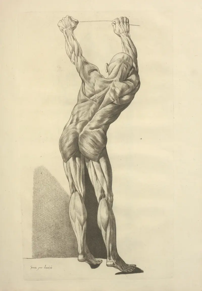 Neue Sammlung der Osteologie und Myologie; nach der Natur gezeichnet, Taf. 55 von Jacques Gamelin
