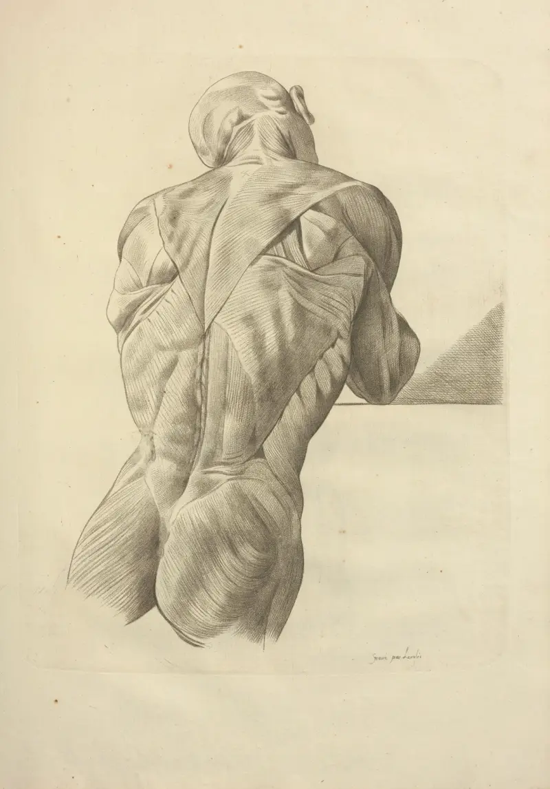 Nowy zbiór osteologii i miologii; rysowany z natury, tabl. 58, Jacques Gamelin