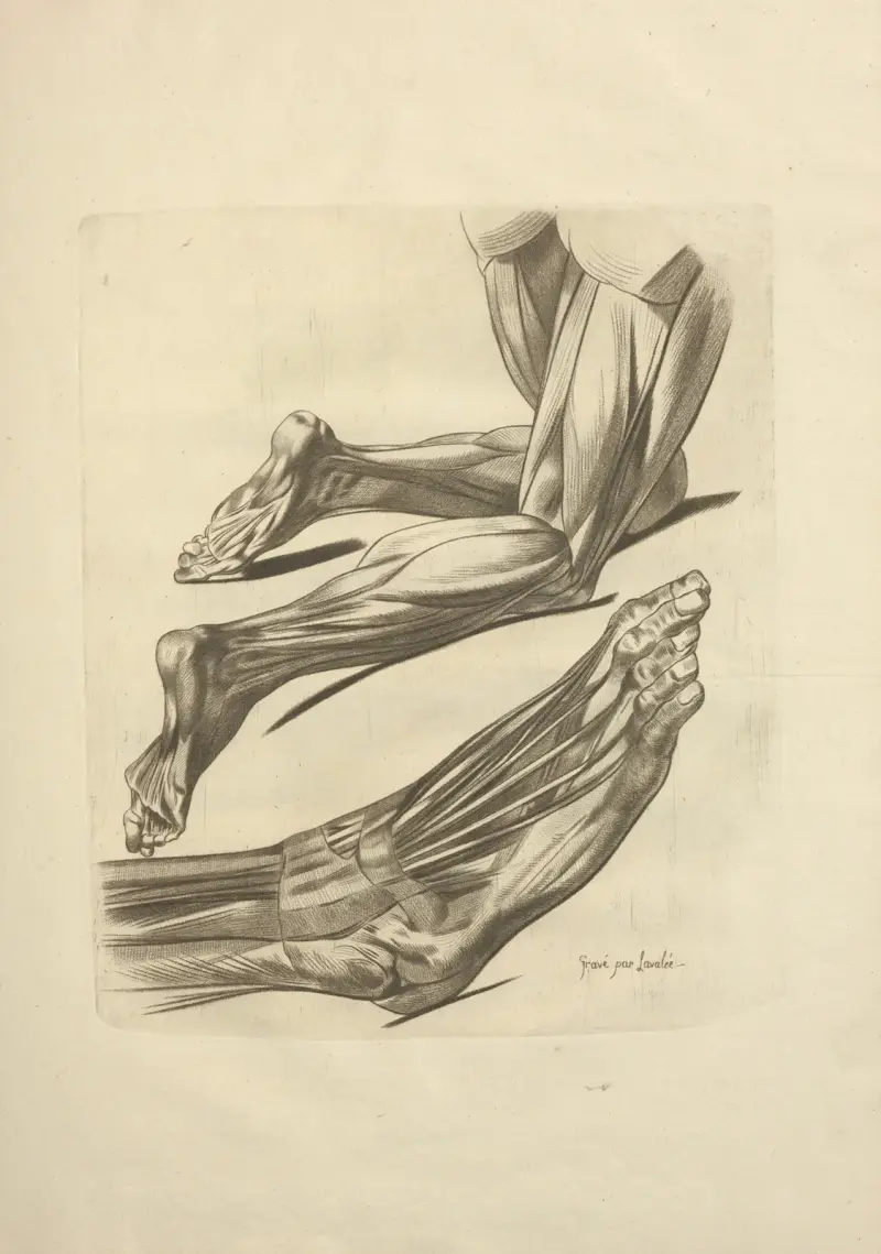 Neues Verzeichnis der Osteologie und Myologie; nach der Natur gezeichnet Taf. 61 von Jacques Gamelin