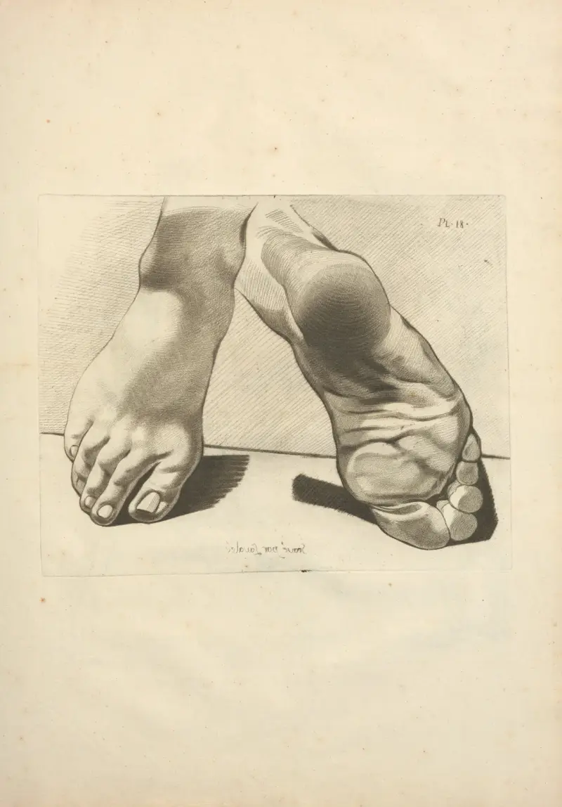 Neues Handbuch der Osteologie und Myologie; nach der Natur gezeichnet, Taf. 62 von Jacques Gamelin