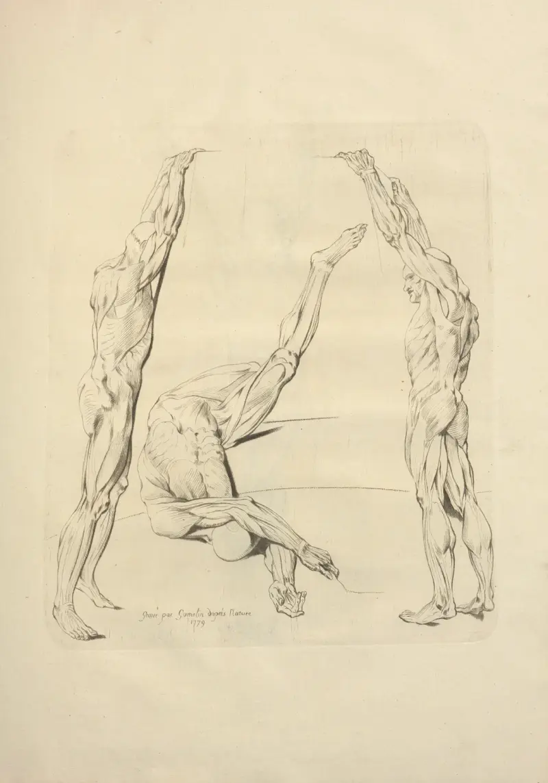 Neues Verzeichnis der Osteologie und Myologie; nach der Natur gezeichnet Taf. 63 von Jacques Gamelin