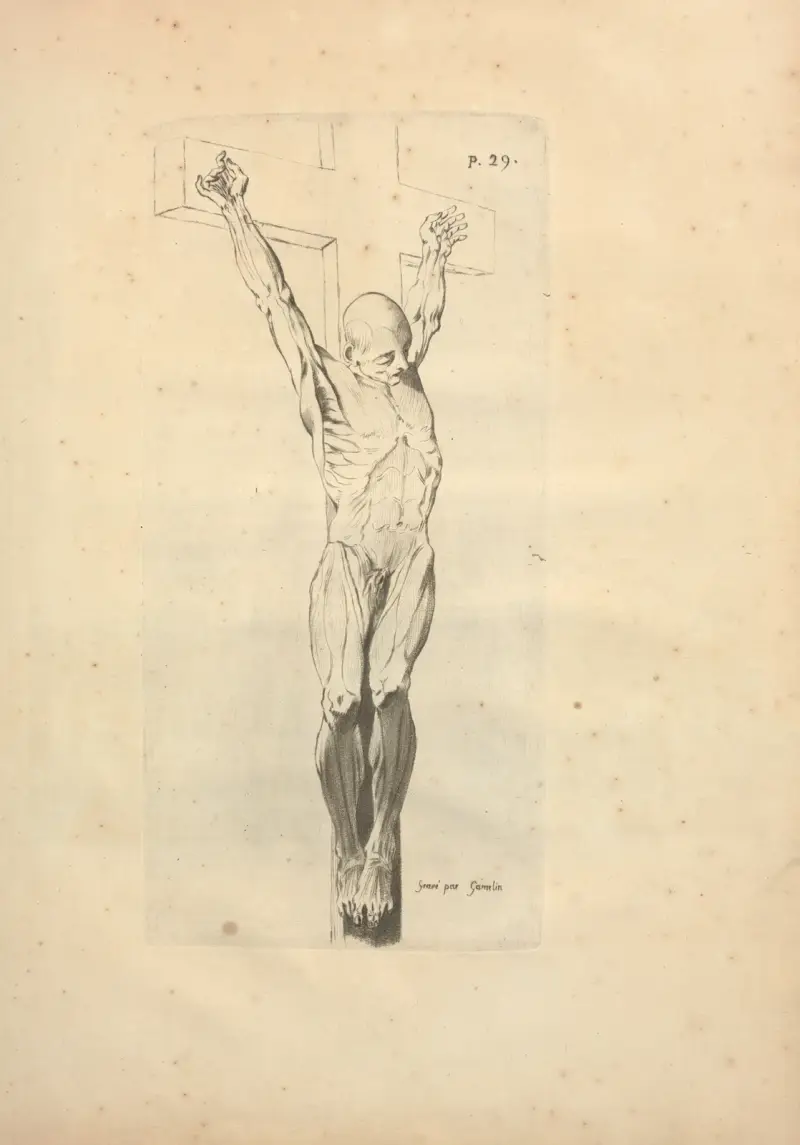 Neues Kompendium der Osteologie und Myologie; nach der Natur gezeichnet Taf. 64 von Jacques Gamelin