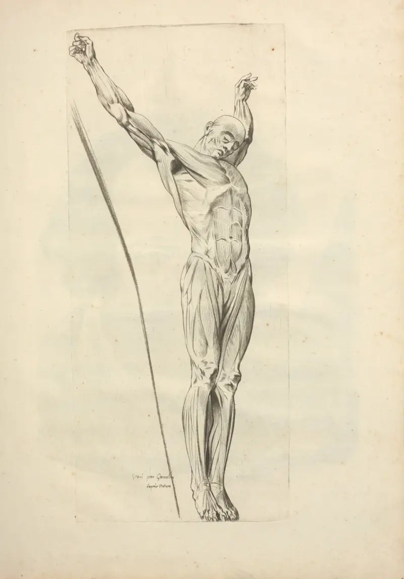 Neues Kompendium der Osteologie und Myologie; nach der Natur gezeichnet Taf. 67 von Jacques Gamelin