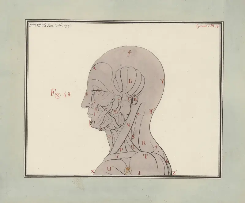 Ecorché, vue de profil av Jean Jacques Lequeu