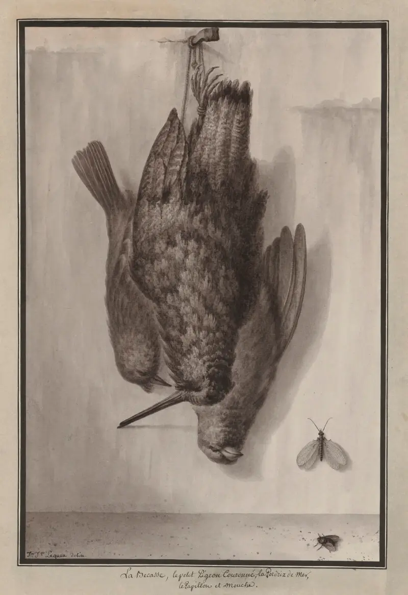 La becasse, le petit pigeon couronné, la perdrix de mer, le papillon et mouche av Jean Jacques Lequeu