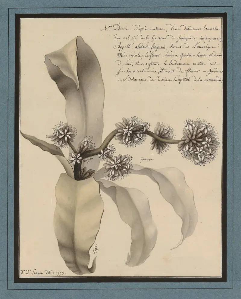 Planche de botanique von Jean Jacques Lequeu
