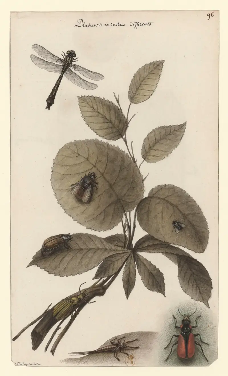 Flera olika insekter av Jean Jacques Lequeu