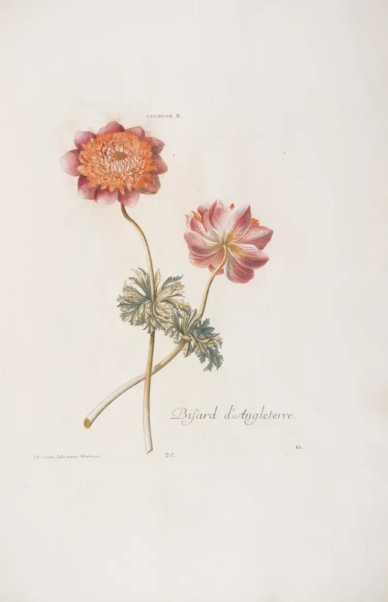 Anemone II. Bisard d’Angleterre av Christoph Jakob Trew