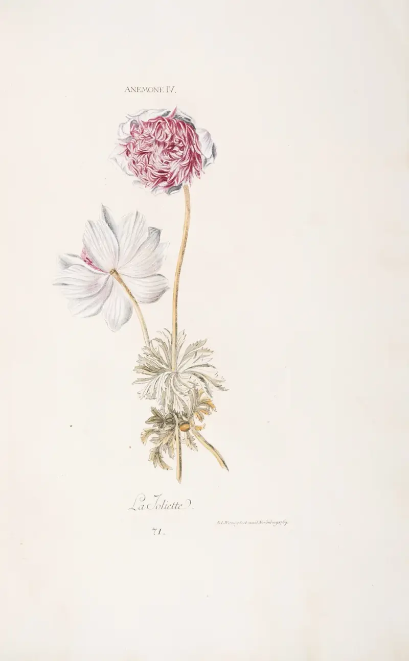 Anemone IV. La Joliette av Christoph Jakob Trew