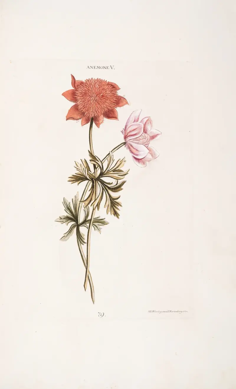 Anemone V von Christoph Jakob Trew